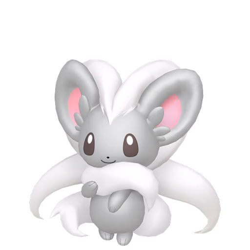 cinccino